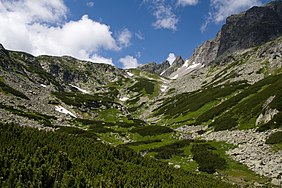 P. mugo subsp. mugo, Hautes-Tatras, Slovaquie.