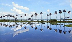 Vembanad Lake at Kumarakom.jpg