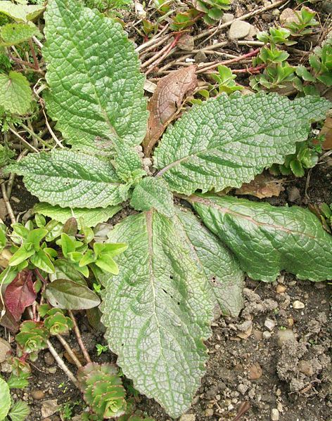 File:Verbascum phoeniceum Grundbl.jpg