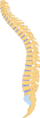 Vertebral fracture - Compression of the vertebrae