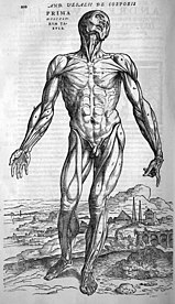 Vesalius' anatomy illustration Vesalius muscles front.jpg