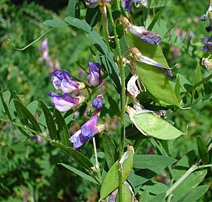 Vicia cassubica W2.jpg