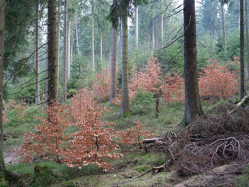 File:View from Lochchaussee 03.jpg