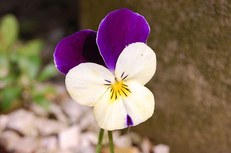 File:Viola cornuta.jpg