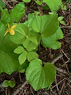 Viola glabella