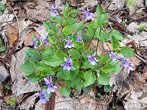 Forest violets (Violareichenbachiana)