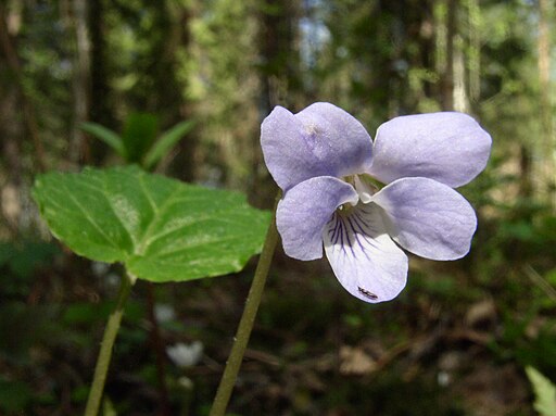 Viola selkirkii flower front 1 AB