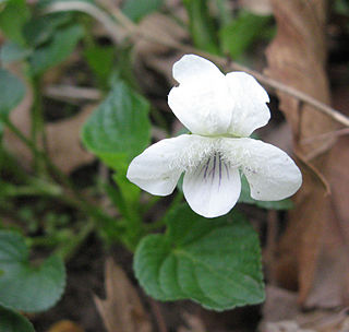 <i>Viola striata</i> Species of flowering plant