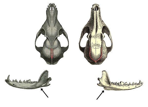 Comparative illustration of skulls of a true fox (left) and gray fox (right), with differing temporal ridges and subangular lobes indicated