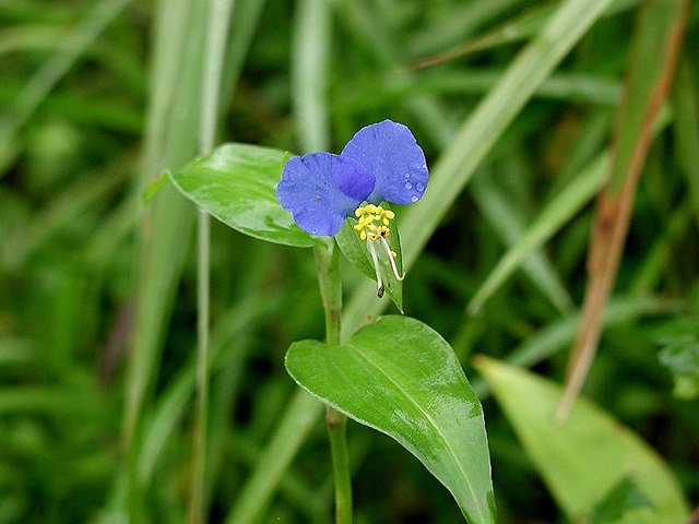 ツユクサ目 Wikipedia