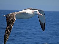 Albatross, Wandering Diomedea exulans