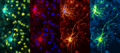 Montage of an image of neurons, captured using a confocal microscope.