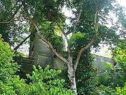 The Fort's watch tower located at the edge of the entrance of Singapore's Keppel Harbour. The tower provided a commanding view of approaching ships entering into the harbour Watch Tower-Singapore.jpg