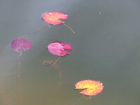 small water lily