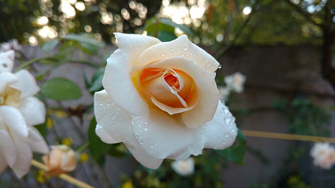 Wayanadan Rose in my garden,at Lovely Gardens in Wayanad,Kerala.