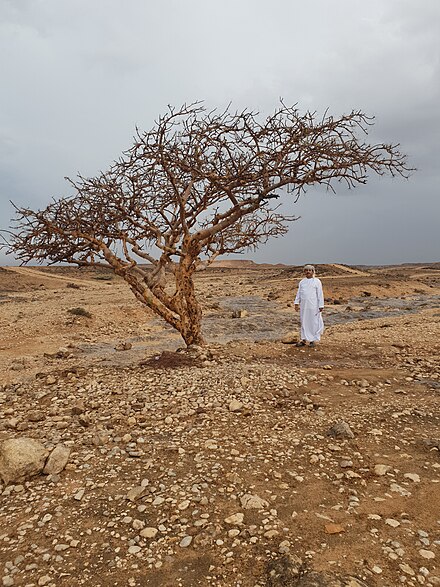 Frankincense tree near Salalah