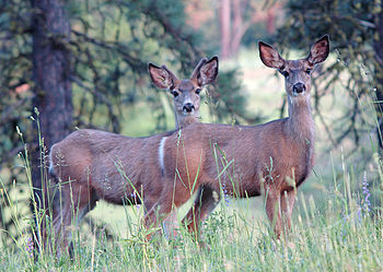 English: Two mule deer in Wenaha Wildlife Area