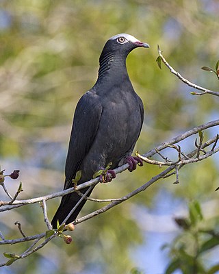 <span class="mw-page-title-main">White-crowned pigeon</span> Species of bird