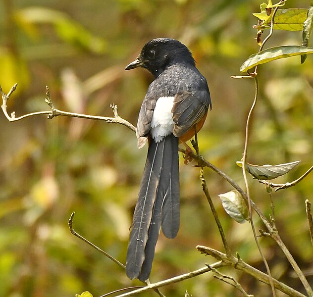 File:White-rumped Shama AMSM1564.jpg