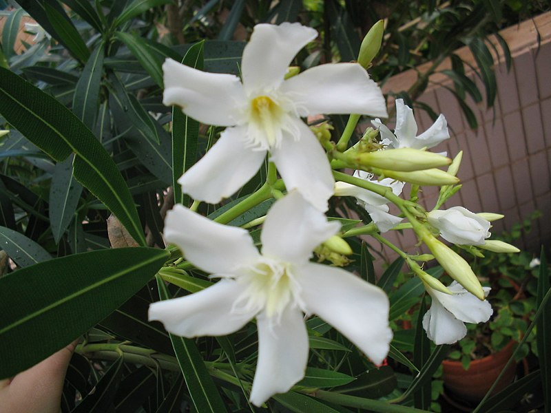 File:White Oleander.jpg