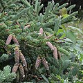 Foliage & cones, Lark Harbour, Newfoundland