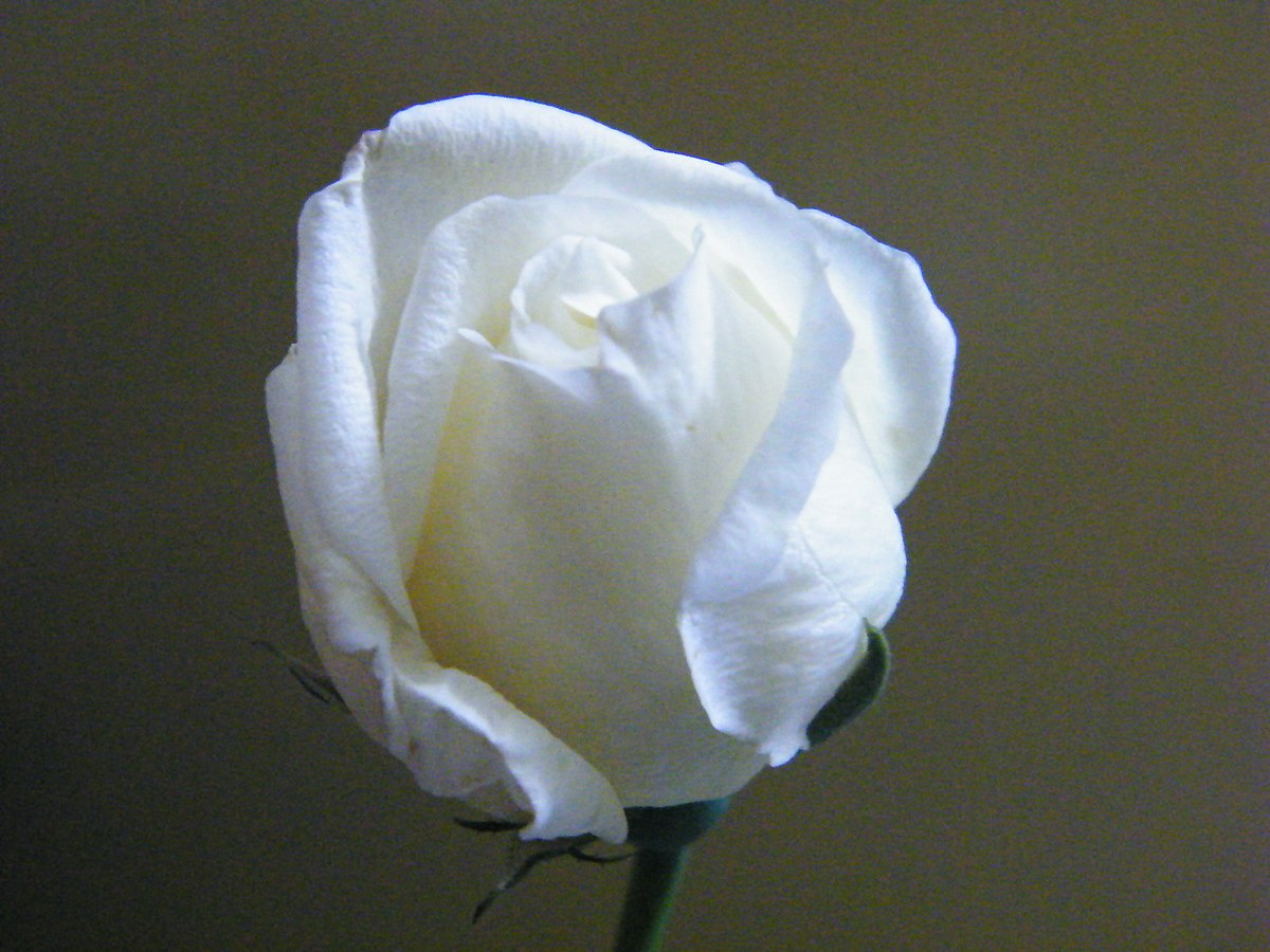 File:Rose bud.jpg - Wikimedia Commons