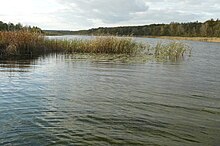 Plik:Wielkowiejskie_lake,_Steszew.JPG