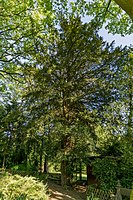 Old yew tree (Taxus baccata)