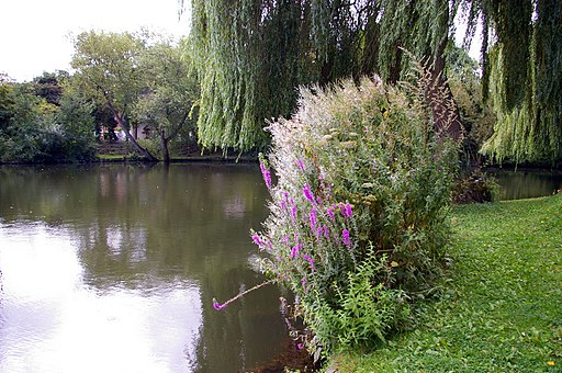 Wild Flowers, River Colne, London Colney - geograph.org.uk - 1847231