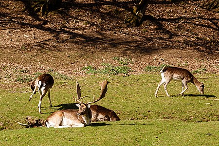 Wildpark Donsbach 2017 Damwild