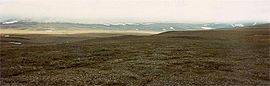 Wrangel Island tundra.jpg