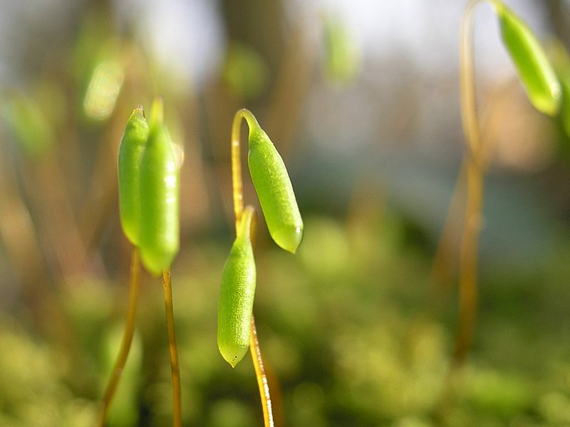 File:XN Polytrichum spec.jpg