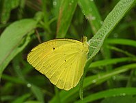 Yellow Orange Tip Ixias pyrene Male UN by Dr. Raju Kasambe DSCN3725 (4).jpg