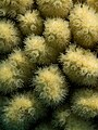 Yellow Pencil Coral (Madracis auretenra) photographed by Jessica Rosenkrantz.jpg