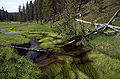 Yellowstonegreen.jpg