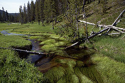 Patakvölgy a Yellowstone Nemzeti Parkban