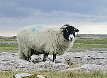 Fichier:Yorkshire_dales_sheep.jpg