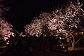 偕楽園・夜梅祭（茨城県水戸市）