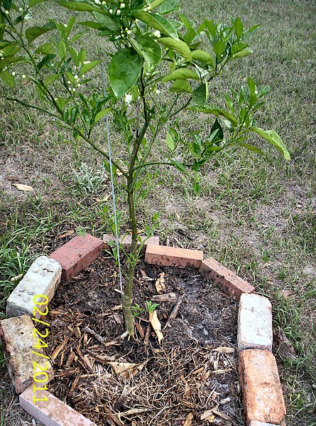 File:Young flowering Florida orange tree (February 24, 2011).jpg