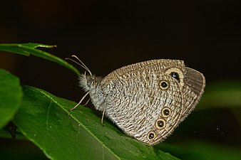 Ypthima huebneri (Common Four-ring)