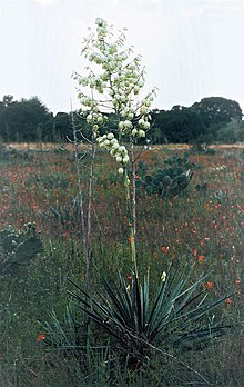 Yucca coahuilensis fh 1184.45 TX BB.jpg 