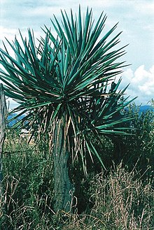 Yucca jaliscensis fh 0391 MEX B.jpg