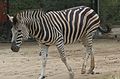 Zebra-Melbourne-Zoo-20070224-043.jpg