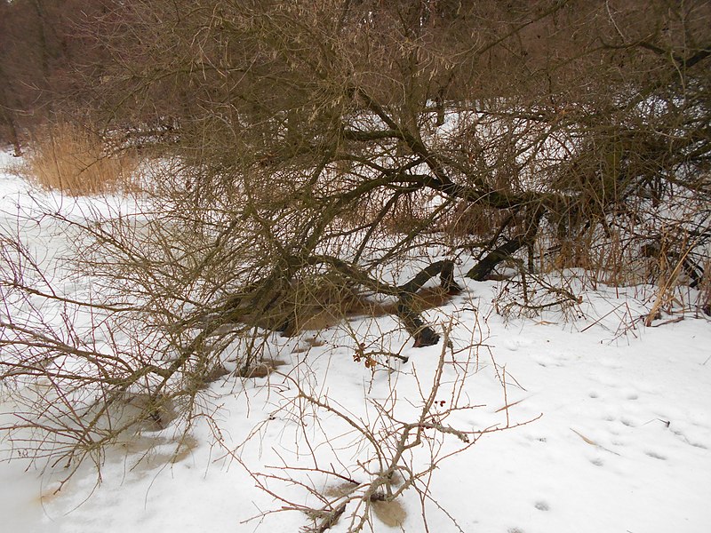 File:Zolotonis'kyi district, Cherkas'ka oblast, Ukraine - panoramio (462).jpg