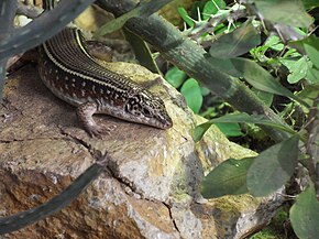 Beschrijving van de afbeelding Zonosaurus karsteni.jpg.