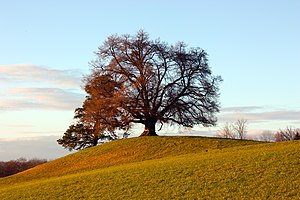 Gattung Linden: Beschreibung, Ökologie, Krankheiten und Schädlinge