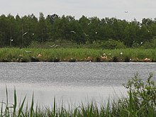 Die nördlichste Flamingokolonie der Welt im Zwillbrocker Venn