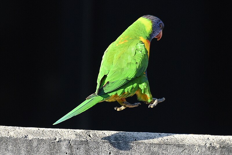 File:(1)Lorikeet hopping.jpg