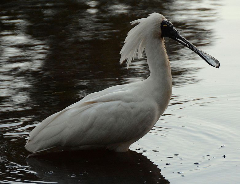 File:(1)Spoonbill 071.jpg