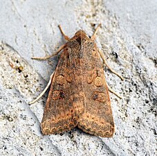 Ockragult gulvingsfly, Xanthia gilvago